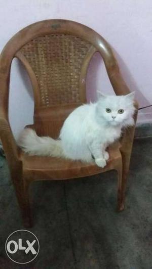 White Perisian Cat