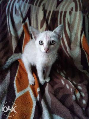 White Persian 2 months female cats