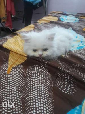 White Persian Cat