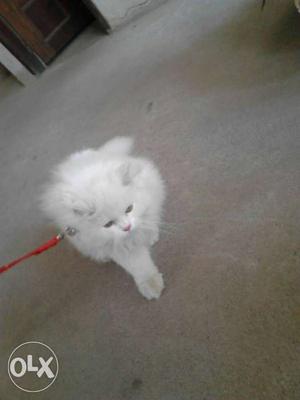 White doll Persian cat male pure white... healthy