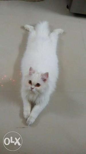 White doll face Persian femae kitten (fully punched) -6