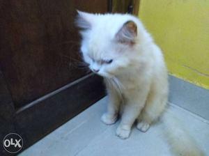 White persian cat 3years old. brought it for 10k