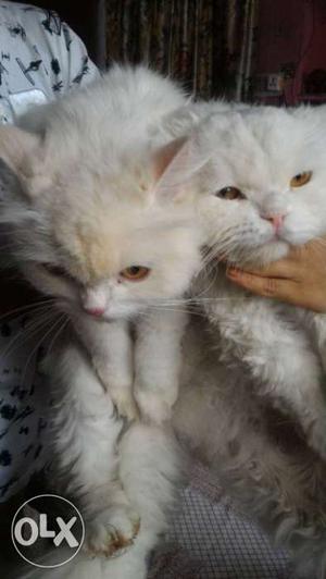 Two Short-fur White Cats