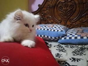 1 Persian kitten pure white potty trained long fur 60 days