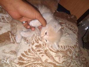1 and half month old male pure Persian cats