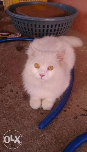 10 months old percisan male cat for sale.