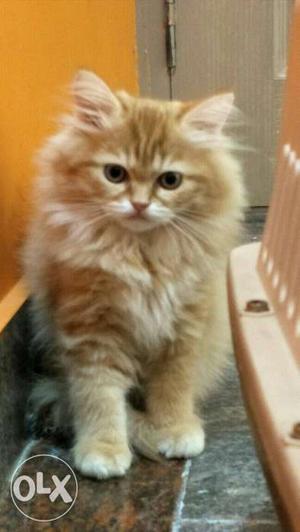 2 months old Persian cat for sale. Enybody want