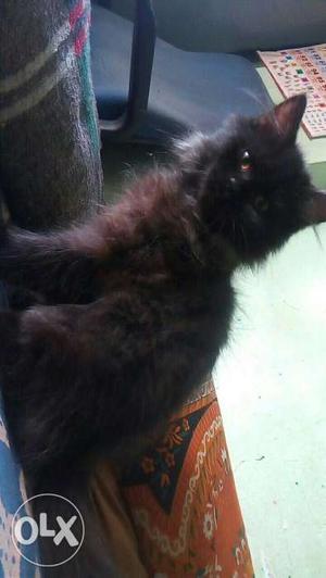 3 old month black kitten Toilate trained, very active and