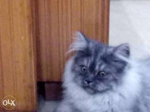 4 month old Persian male cat