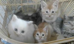 6cats vrry cute doll face 1and a half mths old