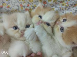All 5 kitten  each 