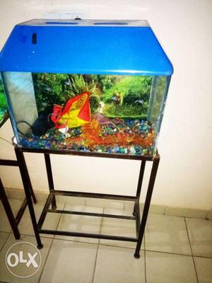 Blue Framed Fish Tank with all accessiory & heavy stand