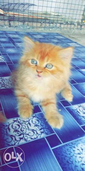 Brown colour persian kittens 2 months old full
