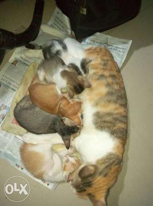 Calico Cat With Kitten Litter