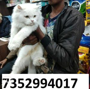 Cat's kitty for sale