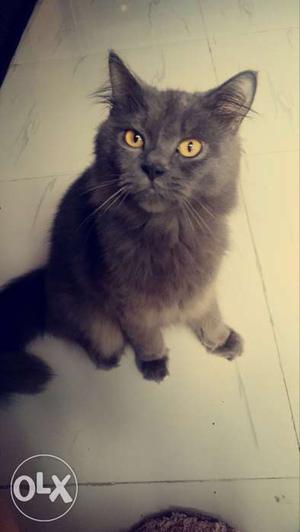 Dark grey pure persian male cat for meeting only