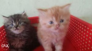 Doll face 2 month old kitten each for 