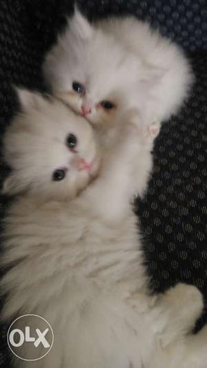 Female Persian Kittens 2 months old