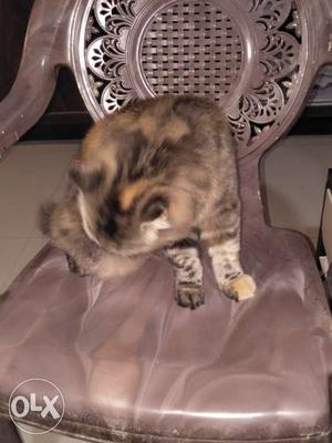 Fimale Persian cat