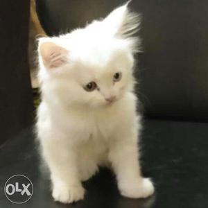 Full white flat doll face 45 days old kitten with