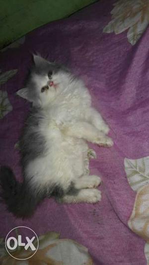 Gery n white bi colour male 2 month old double