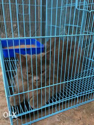 Gray Cat With Blue Cage