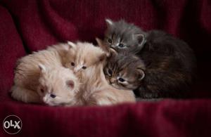Grey And Orange Tabby Kittens