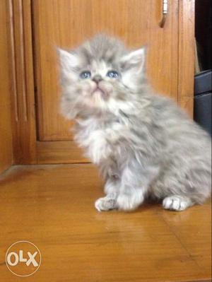 Grey persion cat female
