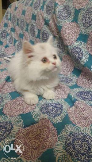 Healthy and cute persian kitten available