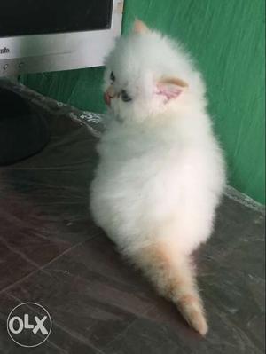 I want to sale my flame point persian male kitten