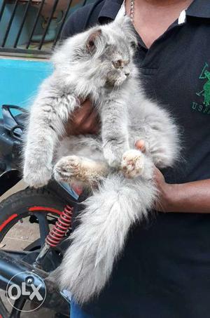 Long-fur Grey Cat