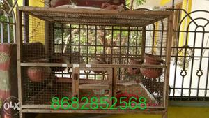 Lve birds cage good condition