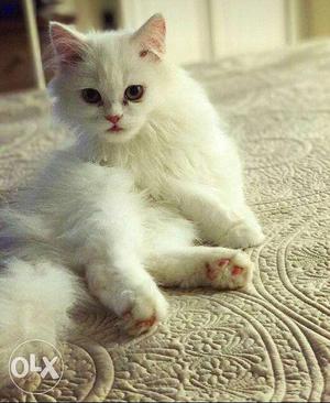 Male white Persian 3 month old available Kalyan