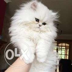 More playfull healthy traind baby persian cat kitten