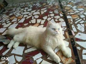 Not for sale this is for mating white Persian cat