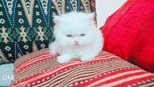 Persian Cat pure white punch face female kitten