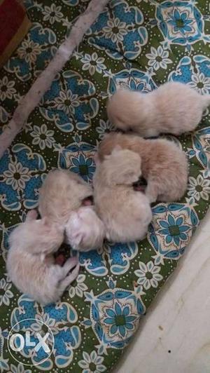 Persian Kittens Fawn colour. 15 days Old. Total 5