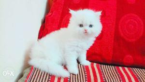 Persian cat 40 days pure white kitten for sale