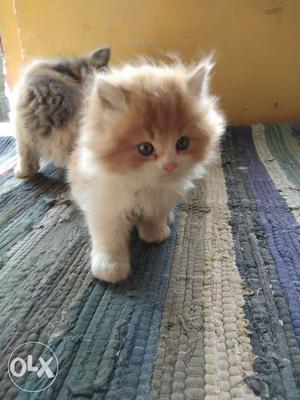 Persian cat kitten Available in wide range Call