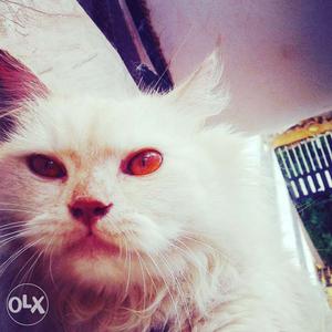 Persian cat male 2 years age capable for breeding