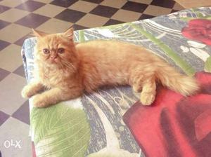 Persian cat male punch face 4 months old pure breed