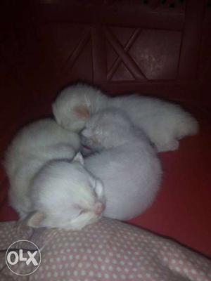 Persian cat's kitten (per cat)