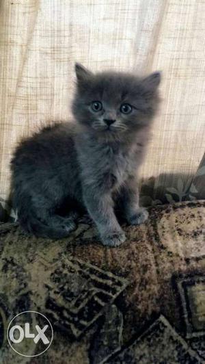 Persian kitten 8 weeks old.