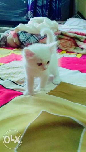 Persian kitten available for sale. please contact