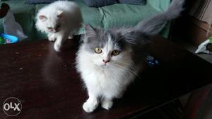 Persian kitten for sale. Bi colour male of age 3
