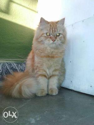 Persian kitten for sale Pure breed female 4 month