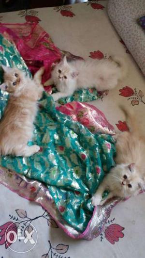 Persian kittens 2mnths old