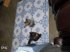 Persian kittens 3 months old male and female
