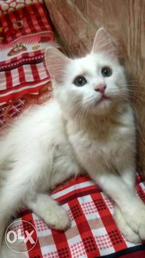 Persian white cat,toilet trained,good active Nd 3