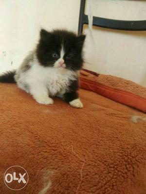 Persion kitten pure breed